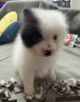 Bandit, a male Pomeranian for sale in Coldwater, MS – Photo 5 of 9