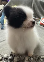 Bandit, a male Pomeranian for sale in Coldwater, MS – Photo 8 of 9