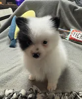 Bandit, a male Pomeranian for sale in Coldwater, MS – Photo 2 of 9