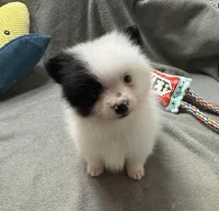 Bandit, a male Pomeranian for sale in Coldwater, MS – Photo 4 of 9