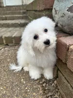 Sunnie , a female Bichon Frise for sale in Coldwater, MS – Photo 1 of 6