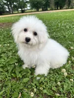 Sunnie , a female Bichon Frise for sale in Coldwater, MS – Photo 5 of 6