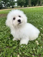 Sunnie , a female Bichon Frise for sale in Coldwater, MS – Photo 6 of 6