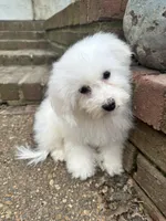 Sunnie , a female Bichon Frise for sale in Coldwater, MS – Photo 2 of 6