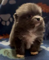 Luna, a female Pomeranian for sale in Coldwater, MS – Photo 2 of 4