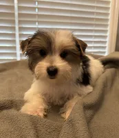 Hank, a male Yorkshire Terrier for sale in Coldwater, MS – 2 of 4