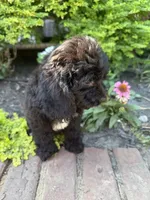 Star, a female Cockapoo for sale in Coldwater, MS – 5 of 7