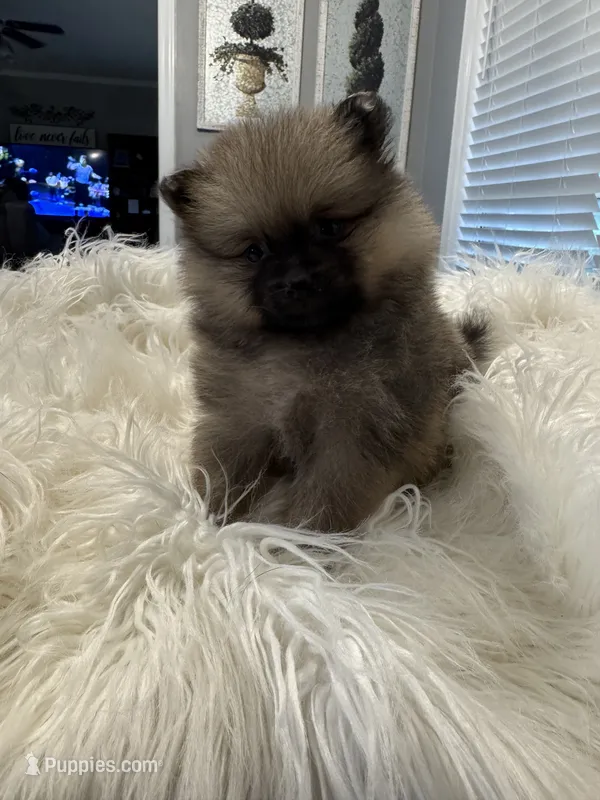 Ranger – Pomeranian puppy for sale in Coldwater, MS