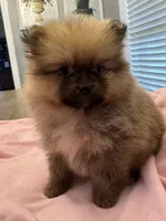 Ruby, a female Pomeranian for sale in Coldwater, MS – 3 of 6