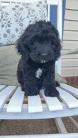 Tux, a male Cockapoo for sale in Coldwater, MS – 3 of 5
