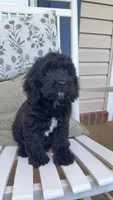 Tux, a male Cockapoo for sale in Coldwater, MS – 2 of 5