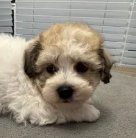 Solo, a male Shichon for sale in Coldwater, MS – 1 of 9