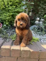 Amber, a female Cockapoo for sale in Coldwater, MS – 4 of 5