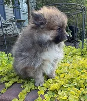 Tucker, a male Pomeranian for sale in Coldwater, MS – Photo 7 of 8