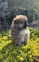 Tucker, a male Pomeranian for sale in Coldwater, MS – Photo 8 of 8
