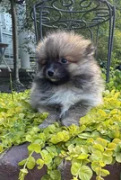 Tucker, a male Pomeranian for sale in Coldwater, MS – Photo 1 of 8