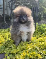 Tucker, a male Pomeranian for sale in Coldwater, MS – Photo 2 of 8