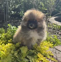 Tucker, a male Pomeranian for sale in Coldwater, MS – Photo 4 of 8