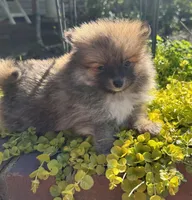 Tucker, a male Pomeranian for sale in Coldwater, MS – Photo 6 of 8