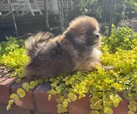 Tucker, a male Pomeranian for sale in Coldwater, MS – Photo 5 of 8