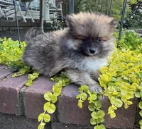 Tucker, a male Pomeranian for sale in Coldwater, MS – Photo 3 of 8
