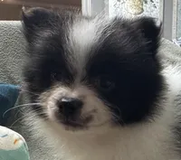 Oreo, a male Pomeranian for sale in Coldwater, MS – Photo 3 of 7