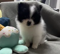 Oreo, a male Pomeranian for sale in Coldwater, MS – Photo 2 of 7