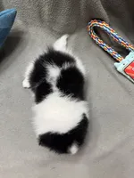 Oreo, a male Pomeranian for sale in Coldwater, MS – Photo 7 of 7