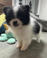 Oreo, a male Pomeranian for sale in Coldwater, MS – Photo 6 of 7