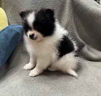 Oreo, a male Pomeranian for sale in Coldwater, MS – Photo 1 of 7