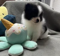 Oreo, a male Pomeranian for sale in Coldwater, MS – Photo 5 of 7