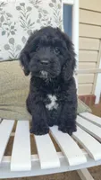 Tux, a male Cockapoo for sale in Coldwater, MS – 4 of 5