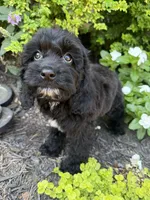 Star, a female Cockapoo for sale in Coldwater, MS – 6 of 7