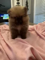 Ruby, a female Pomeranian for sale in Coldwater, MS – 4 of 6