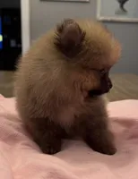 Ruby, a female Pomeranian for sale in Coldwater, MS – 5 of 6