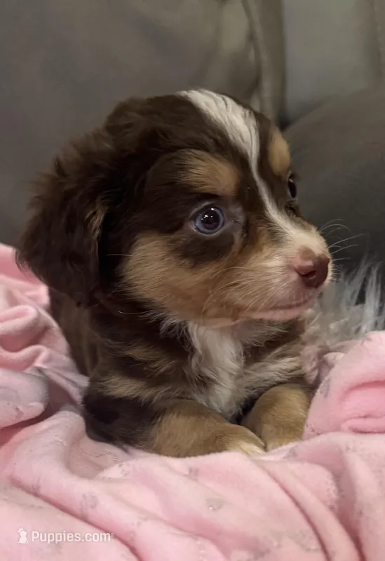 Reecie – Miniature Aussiedoodle puppy for sale in Coldwater, MS
