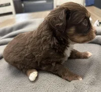 Reecie, a female Miniature Aussiedoodle for sale in Coldwater, MS – Photo 2 of 2