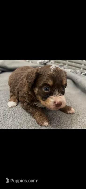 Reecie – Miniature Aussiedoodle puppy for sale in Coldwater, MS