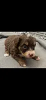 Reecie, a female Miniature Aussiedoodle for sale in Coldwater, MS – Photo 1 of 2