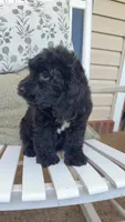 Tux, a male Cockapoo for sale in Coldwater, MS – 5 of 5