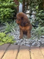 Amber, a female Cockapoo for sale in Coldwater, MS – 2 of 5