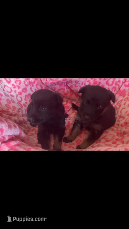 German Shepherd puppy – German Shepherd Dog puppy for sale in Colorado Springs, CO