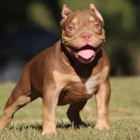 Chocolate chip Abkc, a female American Bully for sale in Gardendale, AL – Photo 4 of 9