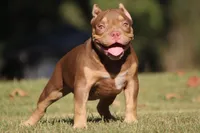 Chocolate chip Abkc, a female American Bully for sale in Gardendale, AL – Photo 4 of 9