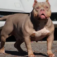 Chocolate chip Abkc, a female American Bully for sale in Gardendale, AL – Photo 7 of 9