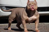 Chocolate chip Abkc, a female American Bully for sale in Gardendale, AL – Photo 7 of 9