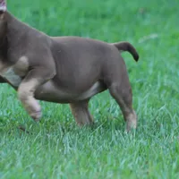 Chocolate chip Abkc, a female American Bully for sale in Gardendale, AL – Photo 2 of 9