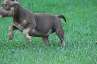 Chocolate chip Abkc, a female American Bully for sale in Gardendale, AL – Photo 2 of 9