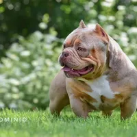 Chocolate chip Abkc, a female American Bully for sale in Gardendale, AL – Photo 8 of 9