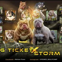 Chocolate chip Abkc, a female American Bully for sale in Gardendale, AL – Photo 9 of 9